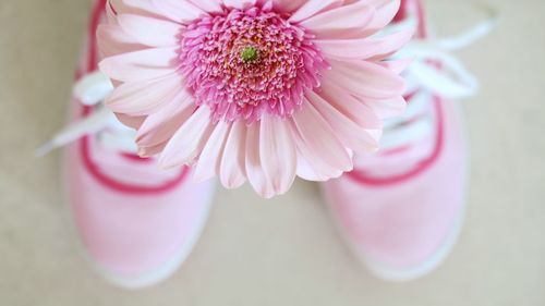 Close-up of pink flower