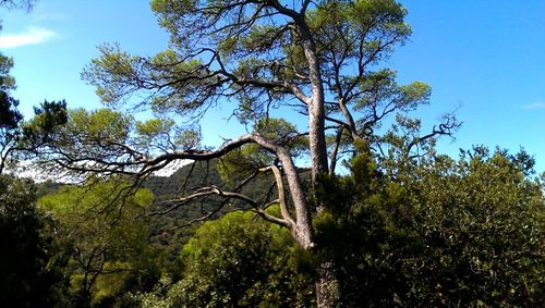 Low angle view of trees against sky