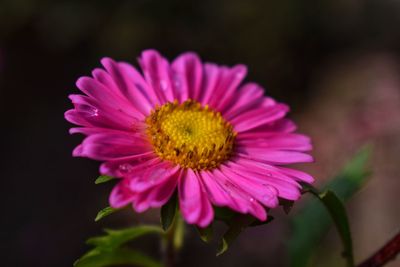 Close-up of pink flower