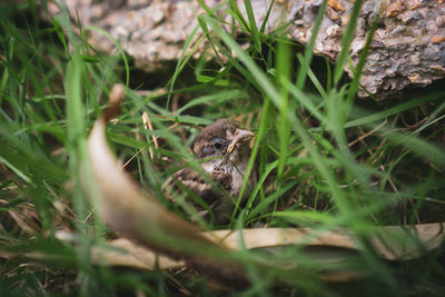 Portrait of a cat on field