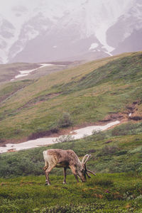 Caribou, animal, wildlife, nature, wild animal