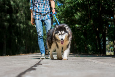 Low section of man with dog walking on street