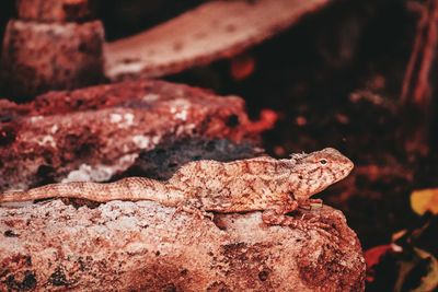 Close-up of lizard on rock