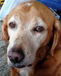 Close-up portrait of dog