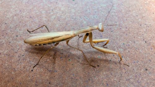 Close-up of grasshopper