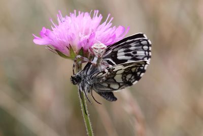 Close-up of butterfly pollinating on pink flower