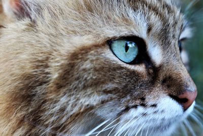 Close-up portrait of cat