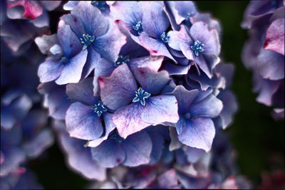 Close-up of purple flowers