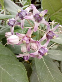 Close-up of pink flowering plant