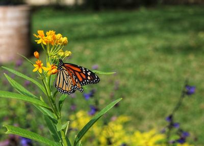 Close-up of butterfly pollinating on flower