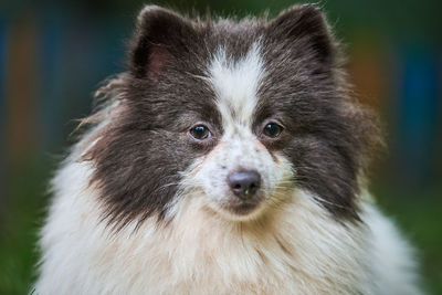 Close-up portrait of a dog