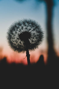 Close-up of dandelion against sky during sunset