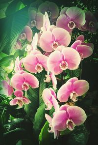 Close-up of pink flower