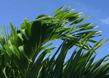 Low angle view of fresh green plants against sky