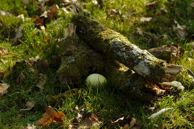 High angle view of mushrooms growing on field