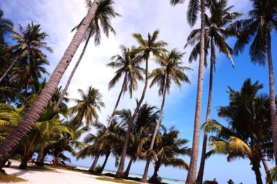 Low angle view of palm trees at beach against sky