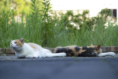 Cats resting