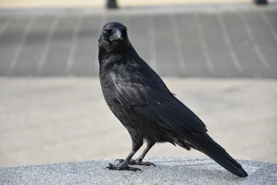 Close-up of bird perching on wall