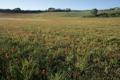 Flowers growing in field