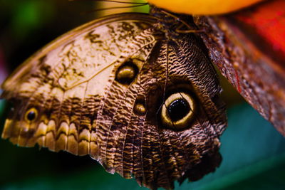 Close-up of butterfly