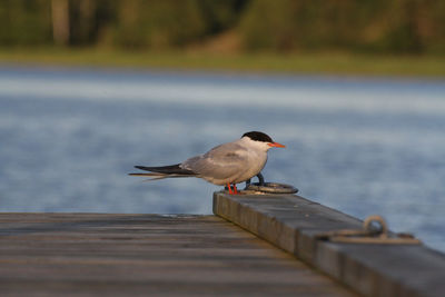 Tern perching on wood