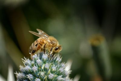 Close-up of bee on flower