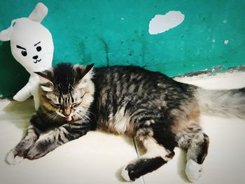 Close-up portrait of cat relaxing by water