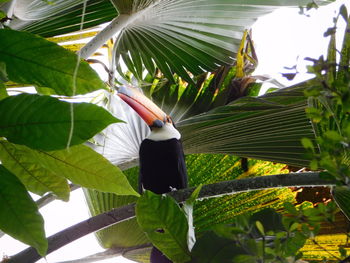 Low angle view of palm tree leaves