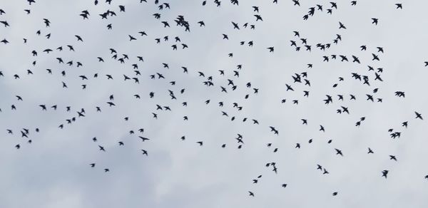 Low angle view of birds flying in the sky