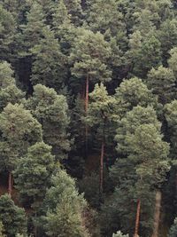 Pine trees in forest