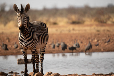 Zebra standing on field