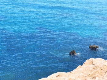 High angle view of turtle swimming in sea