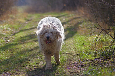 Portrait of dog standing on field