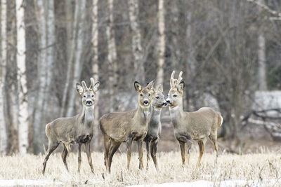 View of an animal on field