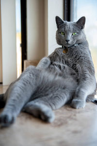 Portrait of russian blue cat sitting on table by window