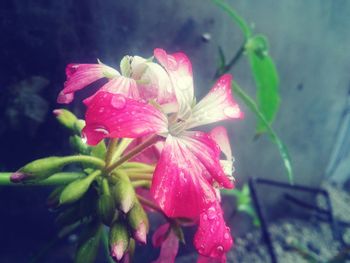 Close-up of pink flowers