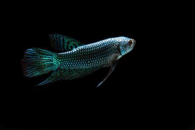 Close-up of fish in sea against black background