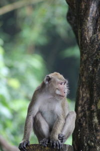 Monkey sitting on tree trunk