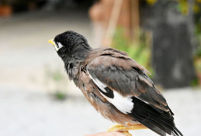 Close-up of bird perching outdoors