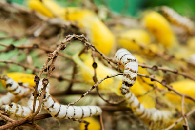 Close-up of spider on plant