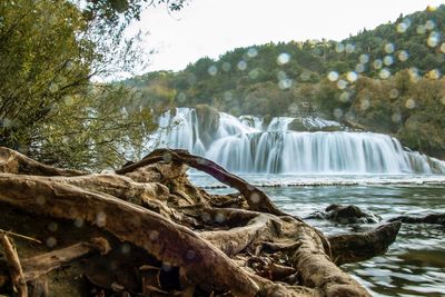 Close-up of waterfall against trees in forest