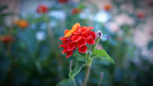 Close-up of red flowering plant