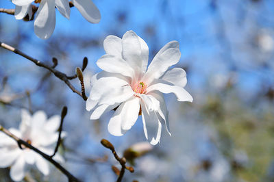 Close-up of white cherry blossom tree