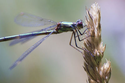 Close-up of dragonfly on plant