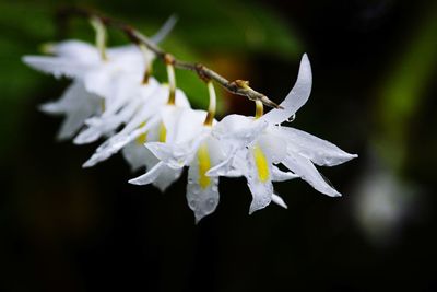 Close-up of white flowering plant