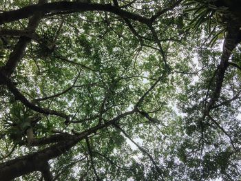 Low angle view of trees in forest