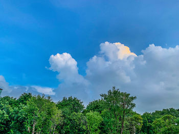 Low angle view of trees against sky