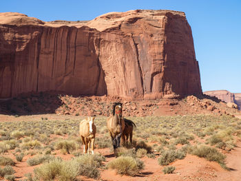 View of horse on rock