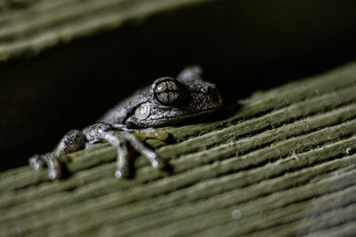 Close-up of frog