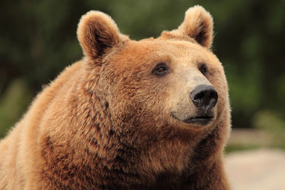 Close-up of grizzly bear looking away